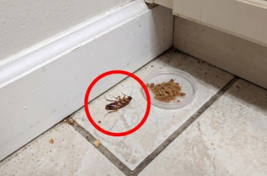 veneno caseiro para matar baratas