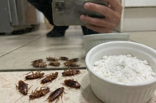 receita caseira para baratas