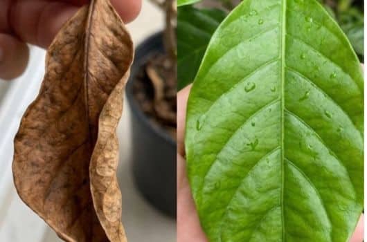 truque caseiro para reviver plantas
